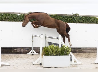 Zangersheide, Hengst, 5 Jaar, 167 cm