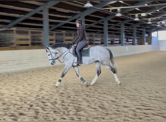 Zangersheide, Hengst, 5 Jaar, 168 cm, Appelschimmel