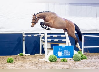 Zangersheide, Hengst, 5 Jaar, 170 cm, Roodbruin