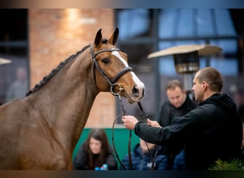 Zangersheide, Hengst, 5 Jaar, 170 cm, Roodbruin
