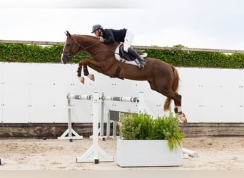 Zangersheide, Hengst, 5 Jaar, 171 cm, Donkere-vos