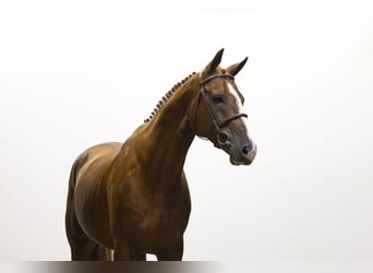 Zangersheide, Hengst, 5 Jaar, 171 cm, Donkere-vos