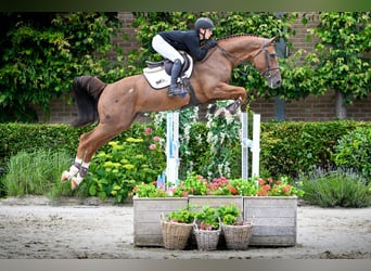 Zangersheide, Hengst, 5 Jaar, 171 cm, Vos