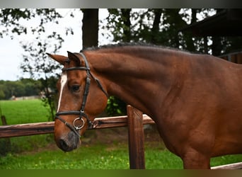 Zangersheide, Hengst, 5 Jaar, 175 cm, Brauner