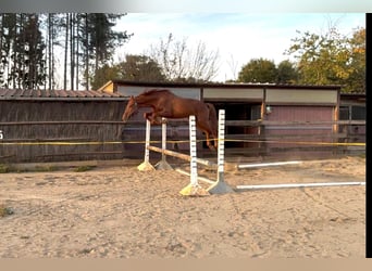 Zangersheide, Hengst, 6 Jaar, 166 cm, Donkere-vos