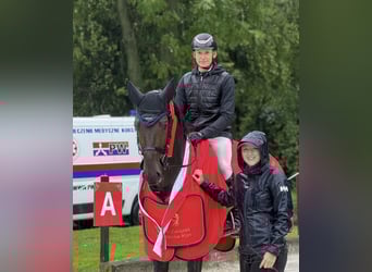 Zangersheide, Hengst, 6 Jaar, 167 cm, Donkerbruin