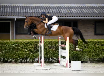 Zangersheide, Hengst, 6 Jaar, 170 cm, Bruin