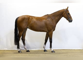 Zangersheide, Hengst, 6 Jaar, 170 cm, Bruin