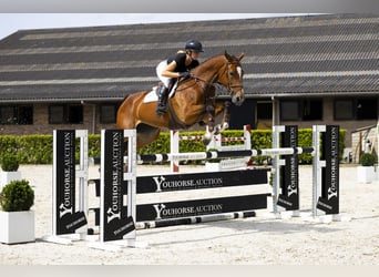 Zangersheide, Hengst, 6 Jaar, 170 cm, Bruin