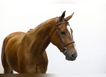 Zangersheide, Hengst, 6 Jaar, 170 cm, Bruin