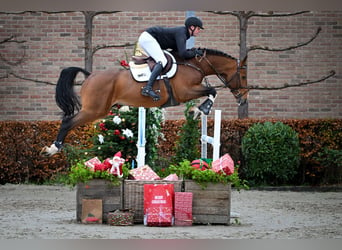 Zangersheide, Hengst, 6 Jaar, Bruin