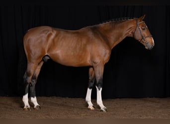 Zangersheide, Hengst, 6 Jaar, Bruin