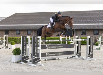 Zangersheide, Hengst, 7 Jaar, 170 cm, Bruin