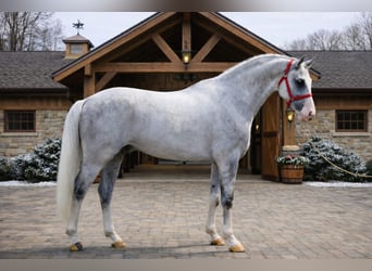 Zangersheide, Hengst, 7 Jaar, 172 cm, Schimmel