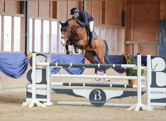 Zangersheide, Hengst, 8 Jaar, 172 cm, Bruin