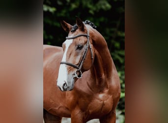 Zangersheide, Hengst, 8 Jaar, 172 cm, Bruin