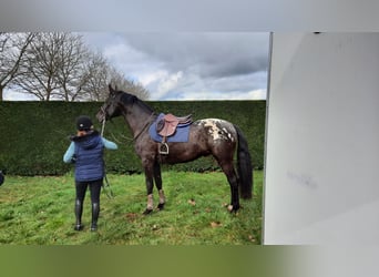 Zangersheide, Hengst, 8 Jaar, 175 cm, Appaloosa
