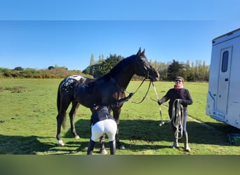 Zangersheide, Hengst, 8 Jaar, 175 cm, Appaloosa
