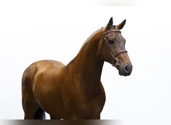 Zangersheide, Hengst, 9 Jaar, 165 cm, Bruin