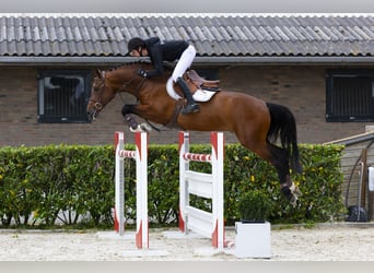 Zangersheide, Hengst, 9 Jaar, 165 cm, Bruin