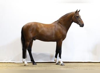 Zangersheide, Hengst, 9 Jaar, 165 cm, Bruin