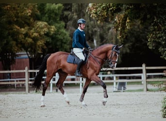 Zangersheide, Hengst, 9 Jaar, 172 cm, Bruin
