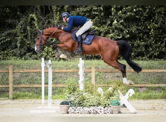Zangersheide, Hengst, 9 Jaar, 172 cm, Bruin