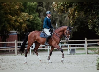 Zangersheide, Hengst, 9 Jaar, 172 cm, Bruin