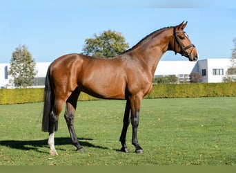 Zangersheide, Hengst, 6 Jaar, 166 cm, Bruin