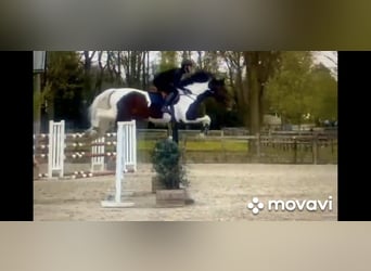 Zangersheide, Hengst, 12 Jaar, 165 cm, Gevlekt-paard
