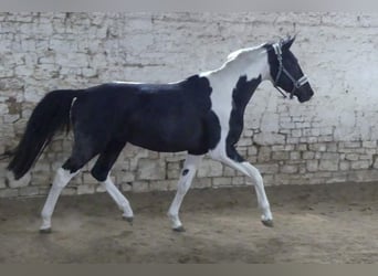 Zangersheide, Hengst, 4 Jaar, 165 cm, Gevlekt-paard