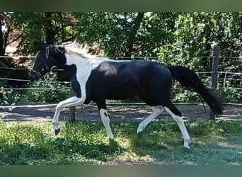 Zangersheide, Hengst, 4 Jaar, 165 cm, Gevlekt-paard