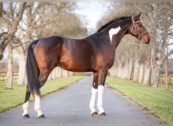 Zangersheide, Hengst, 9 Jaar, 170 cm, Gevlekt-paard