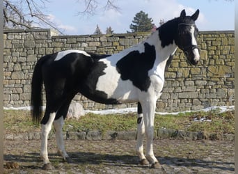 Zangersheide, Hengst, 3 Jaar, 170 cm, Tobiano-alle-kleuren