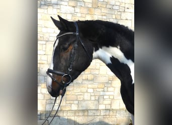 Zangersheide, Hengst, 3 Jaar, 170 cm, Tobiano-alle-kleuren