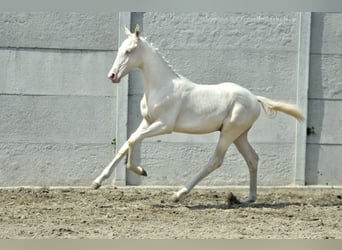 Zangersheide, Hengst, veulen (02/2024), 165 cm, Cremello