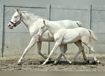 Zangersheide, Hengst, veulen (02/2024), 165 cm, Cremello