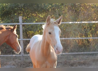 Zangersheide, Hengst, veulen (06/2024), 165 cm, Palomino