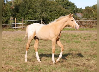 Zangersheide, Hengst, veulen (06/2024), 165 cm, Palomino