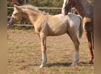 Zangersheide, Hengst, veulen (06/2024), 165 cm, Palomino