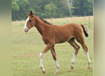 Zangersheide, Hengst, veulen (04/2024), 165 cm, Roodbruin