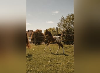 Zangersheide, Hengst, Veulen (05/2026), 168 cm, Appaloosa