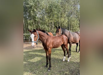 Zangersheide, Hengst, Veulen (04/2025), 168 cm, Roodbruin