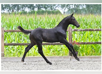 Zangersheide, Hengst, Veulen (04/2025), 168 cm, Zwartbruin