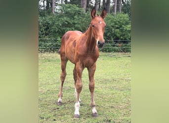 Zangersheide, Hengst, Veulen (04/2025), Bruin