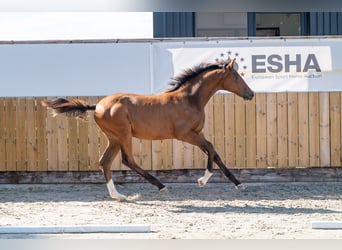 Zangersheide, Hengst, Veulen (03/2025), Bruin