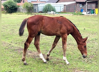 Zangersheide, Hengst, Veulen (04/2025), Bruin