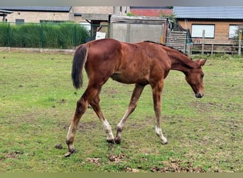 Zangersheide, Hengst, Veulen (04/2025), Bruin