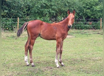 Zangersheide, Hengst, Veulen (04/2025), Bruin