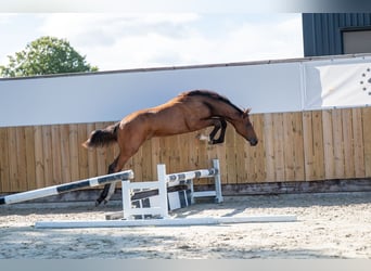 Zangersheide, Hengst, Veulen (03/2025), Bruin